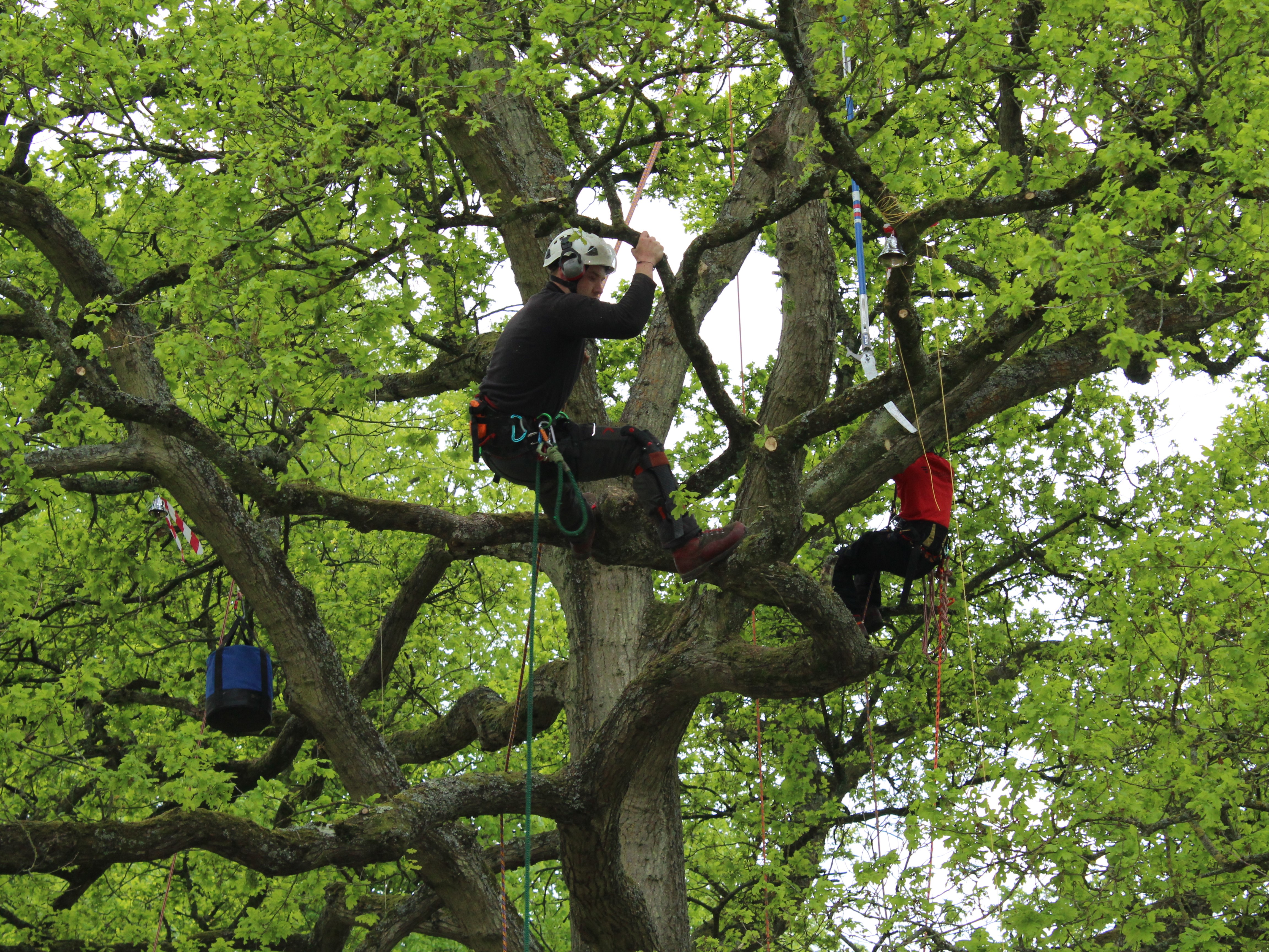 Tree Climbing Competition 800x600